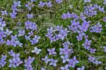 Houstonia pusilla Schoepf