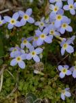 Houstonia serpyllifolia Michx.