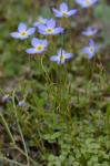 Houstonia serpyllifolia Michx.
