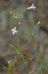 Houstonia tenuifolia Nuttall