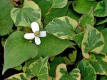 Houttuynia cordata Thunb.  