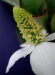 Houttuynia cordata Thunb.  