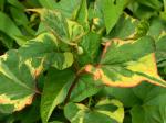 Houttuynia cordata Thunb.  