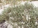 Hudsonia tomentosa Nutt.