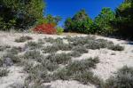 Hudsonia tomentosa Nutt.