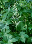 Humulus japonicus Sieb. & Zucc.