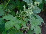 Humulus japonicus Sieb. & Zucc.