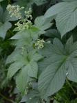 Humulus japonicus Sieb. & Zucc.