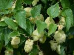 Humulus lupulus L.