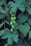 Humulus lupulus L.