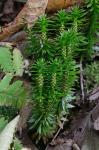 Huperzia appressa × lucidula