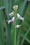 Hyacinthoides hispanica (P. Mill.) Rothm.