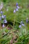 Hyacinthoides hispanica (P. Mill.) Rothm.
