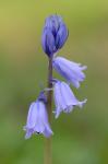 Hyacinthoides hispanica (P. Mill.) Rothm.