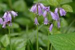 Hyacinthoides hispanica (P. Mill.) Rothm.