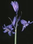 Hyacinthoides nonscripta (L.) Chouard ex Rothm.
