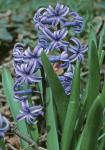 Hyacinthus orientalis L.