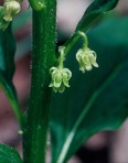 Cubelium concolor (T.F. Forst.) Raf. ex Britt. & A. Brown