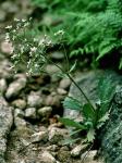 Micranthes petiolaris (Raf.) Bush var. petiolaris