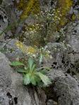 Micranthes petiolaris (Raf.) Bush var. petiolaris
