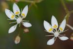 Micranthes petiolaris (Raf.) Bush var. petiolaris