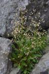Micranthes petiolaris (Raf.) Bush var. petiolaris