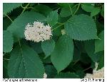 Hydrangea arborescens L.