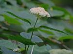 Hydrangea arborescens L.