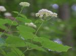 Hydrangea arborescens L.