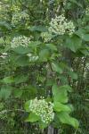 Hydrangea barbara (L.) B. Schulz