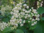 Hydrangea barbara (L.) B. Schulz