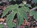 Hydrastis canadensis L.