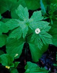 Hydrastis canadensis L.