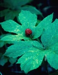 Hydrastis canadensis L.