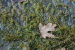 Hydrilla verticillata (L.f.) Royle