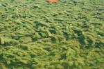 Hydrilla verticillata (L.f.) Royle