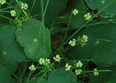 Hydrocotyle bonariensis Lam.