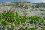 Hydrocotyle bonariensis Lam.