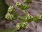 Hydrocotyle bonariensis Lam.