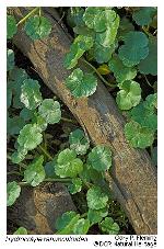 Hydrocotyle ranunculoides L. f.