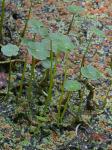 Hydrocotyle ranunculoides L. f.