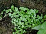 Hydrocotyle sibthorpioides Lam.
