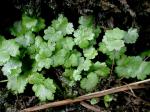 Hydrocotyle sibthorpioides Lam.
