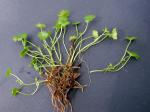 Hydrocotyle sibthorpioides Lam.