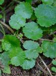 Hydrocotyle sibthorpioides Lam.