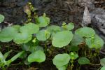 Hydrocotyle verticillata Thunb.