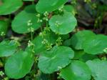 Hydrocotyle verticillata Thunb.