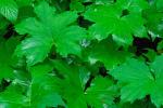 Hydrophyllum canadense L.