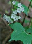 Hydrophyllum canadense L.