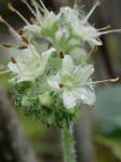Hydrophyllum macrophyllum Nutt.